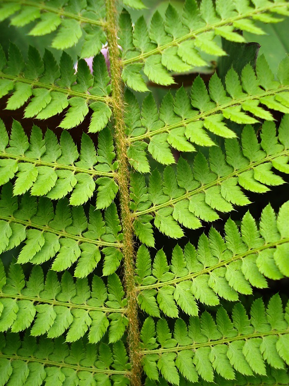 POLYSTICHUM SETIFERUM