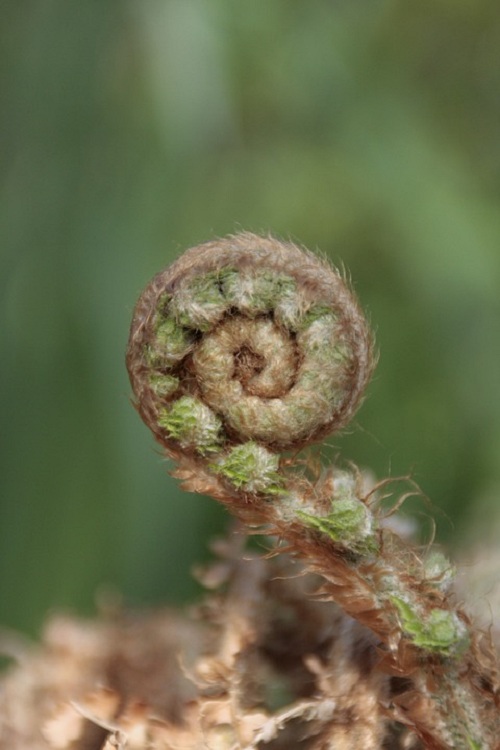 POLYSTICHUM SETIFERUM