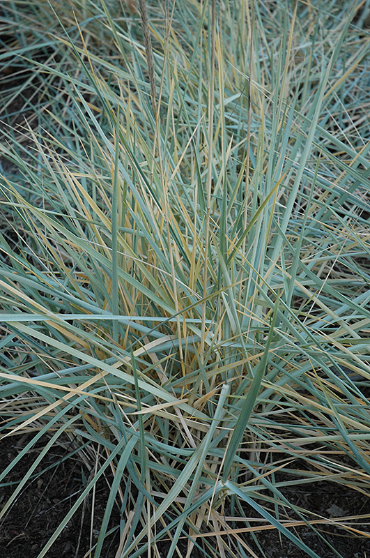 LEYMUS ARENARIUS