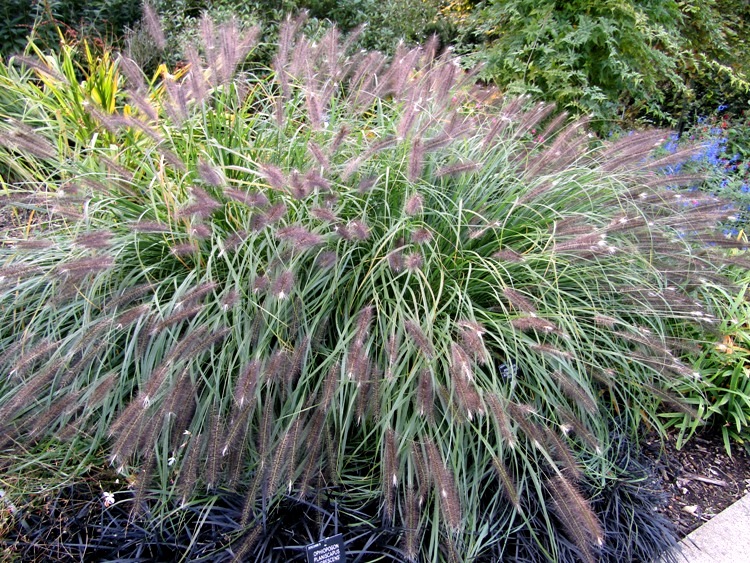PENNISETUM ALOPECUROIDES MOUDRY
