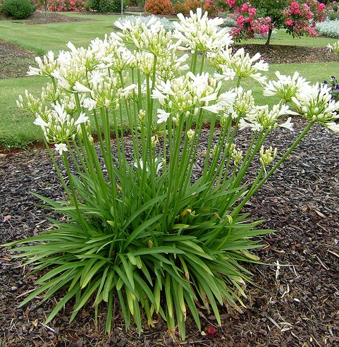 AGAPANTHUS UMBELLATUS SNOWSTORM