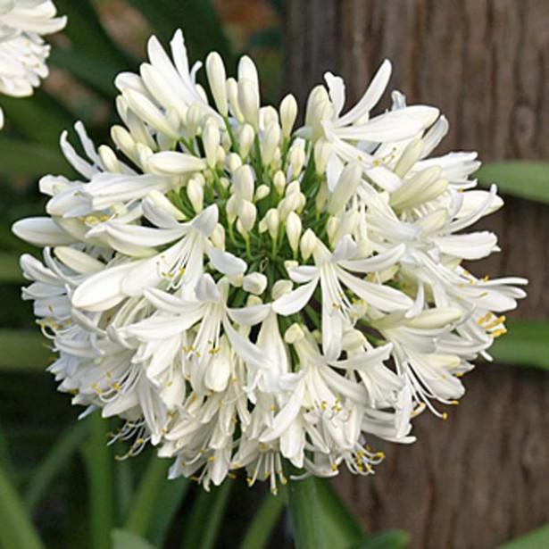 AGAPANTHUS UMBELLATUS SNOWSTORM