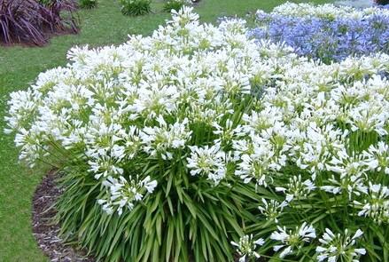 AGAPANTHUS UMBELLATUS SNOWSTORM