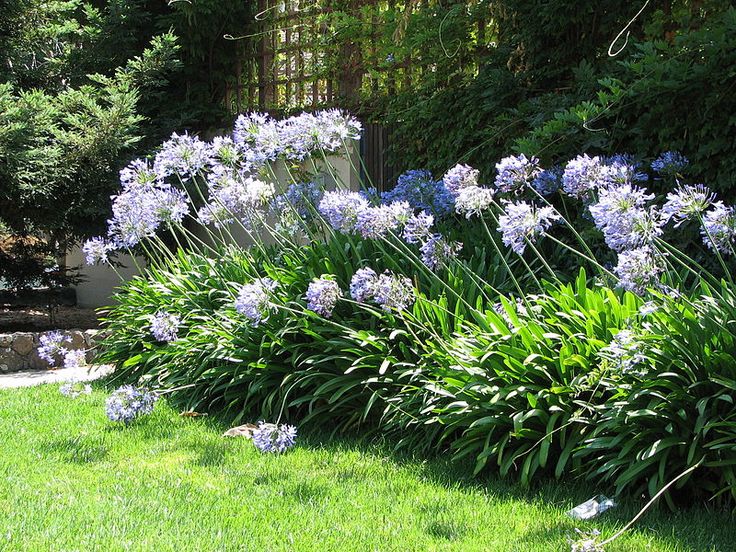 AGAPANTHUS UMBELLATUS QUEEN MUM
