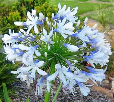 AGAPANTHUS UMBELLATUS QUEEN MUM