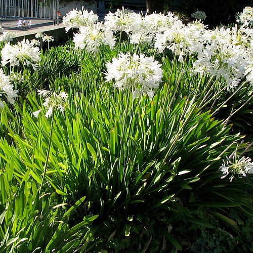 AGAPANTHUS UMBELLATUS POLAR ICE