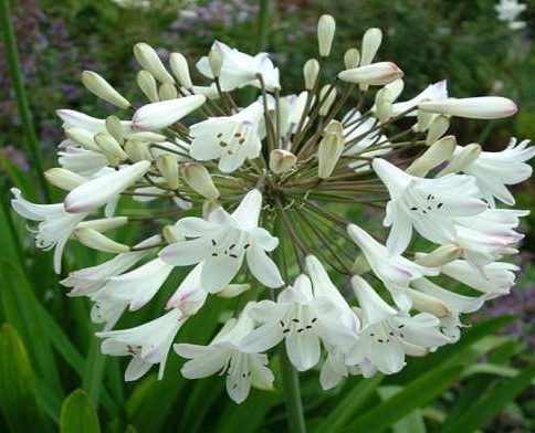 AGAPANTHUS UMBELLATUS POLAR ICE