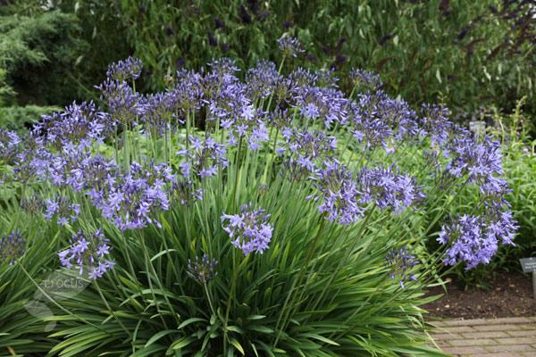 AGAPANTHUS UMBELLATUS PITCHOUNE BLUE