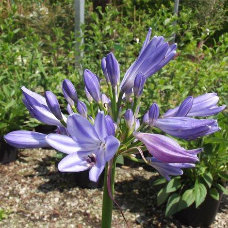 AGAPANTHUS UMBELLATUS PITCHOUNE BLUE