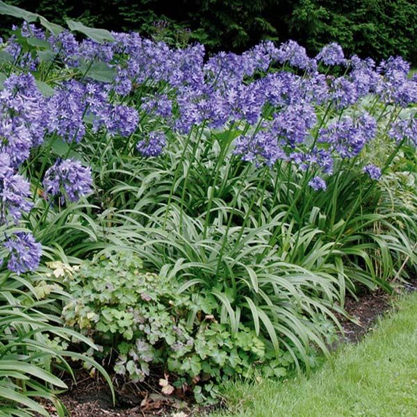 AGAPANTHUS UMBELLATUS NORTHERN STAR