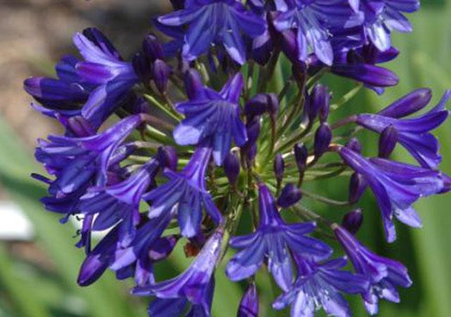 AGAPANTHUS UMBELLATUS NORTHERN STAR