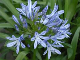 AGAPANTHUS UMBELLATUS NANO IN VARIETA'