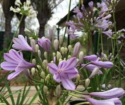 AGAPANTHUS UMBELLATUS NANO IN VARIETA'