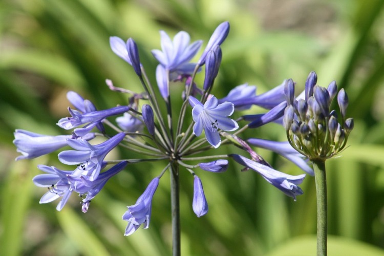 AGAPANTHUS UMBELLATUS JACARANDA