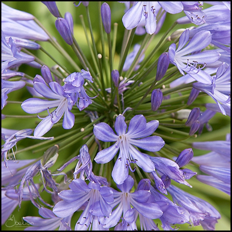 AGAPANTHUS UMBELLATUS JACARANDA