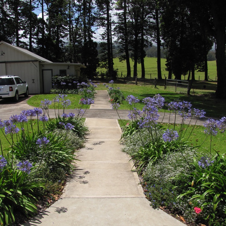 AGAPANTHUS PRAECOX BLUE STORM