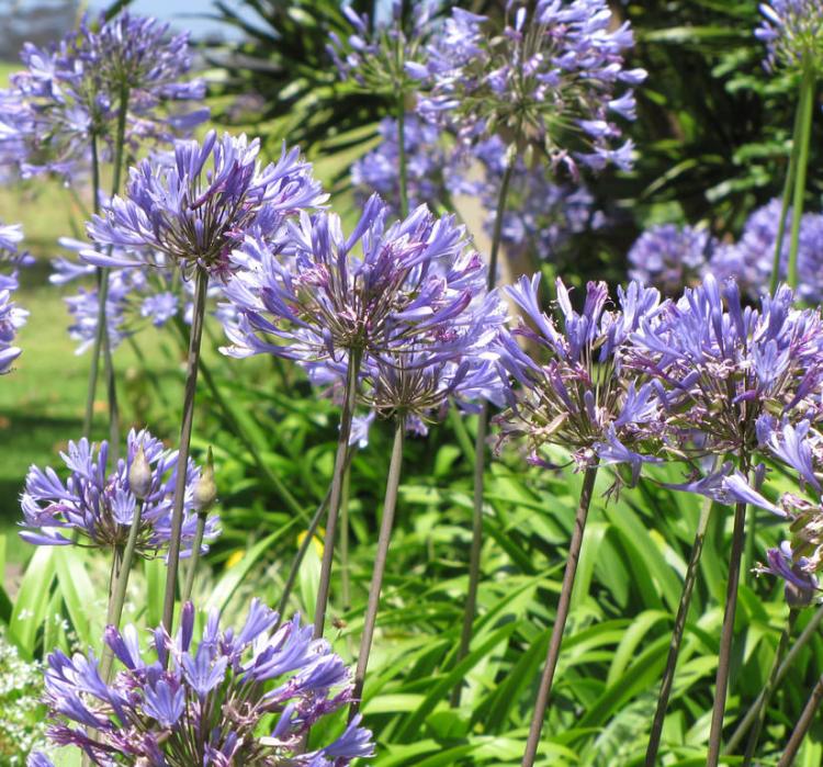 AGAPANTHUS PRAECOX BLUE STORM