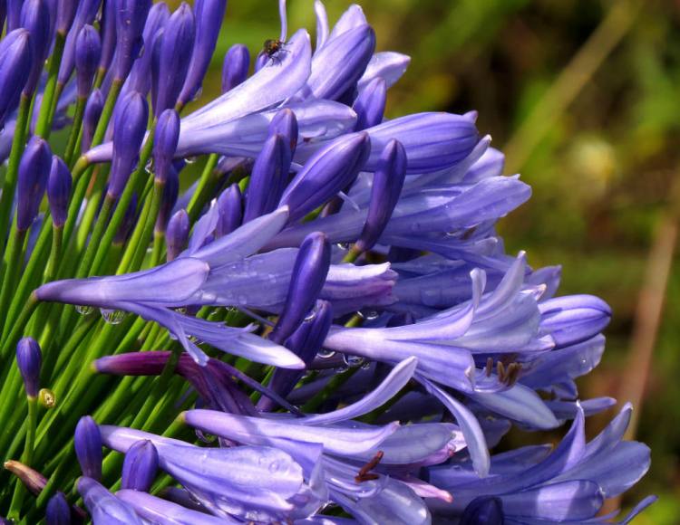 AGAPANTHUS PRAECOX BLUE STORM