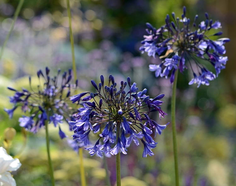 AGAPANTHUS BLACK PANTHA