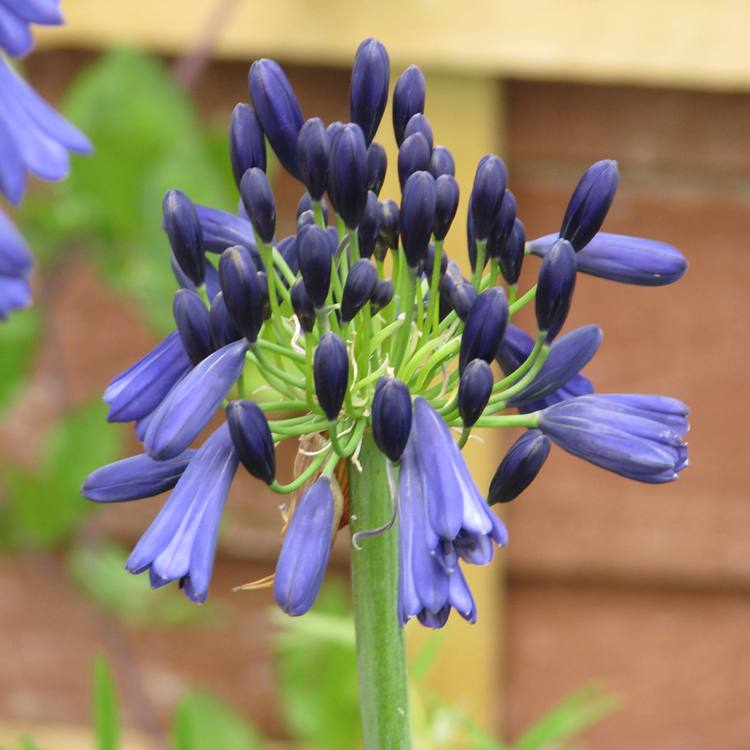 AGAPANTHUS BLACK PANTHA