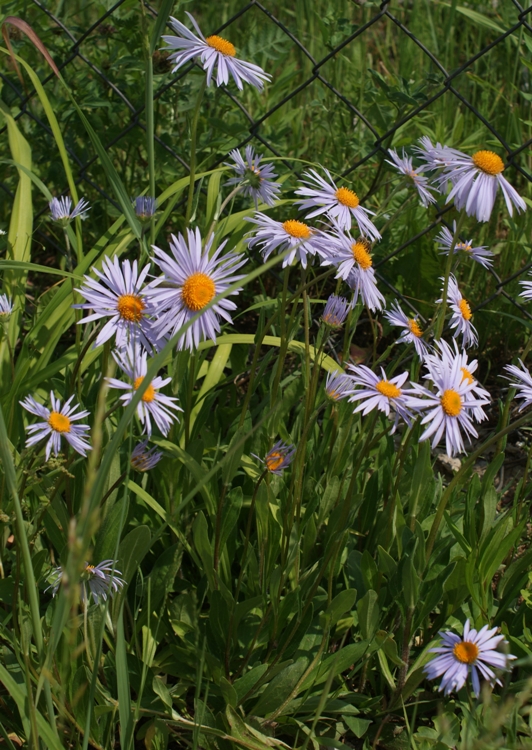 ASTER TONGOLENSIS WARTBURGSTERN