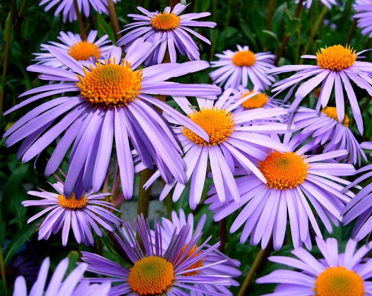 ASTER TONGOLENSIS WARTBURGSTERN