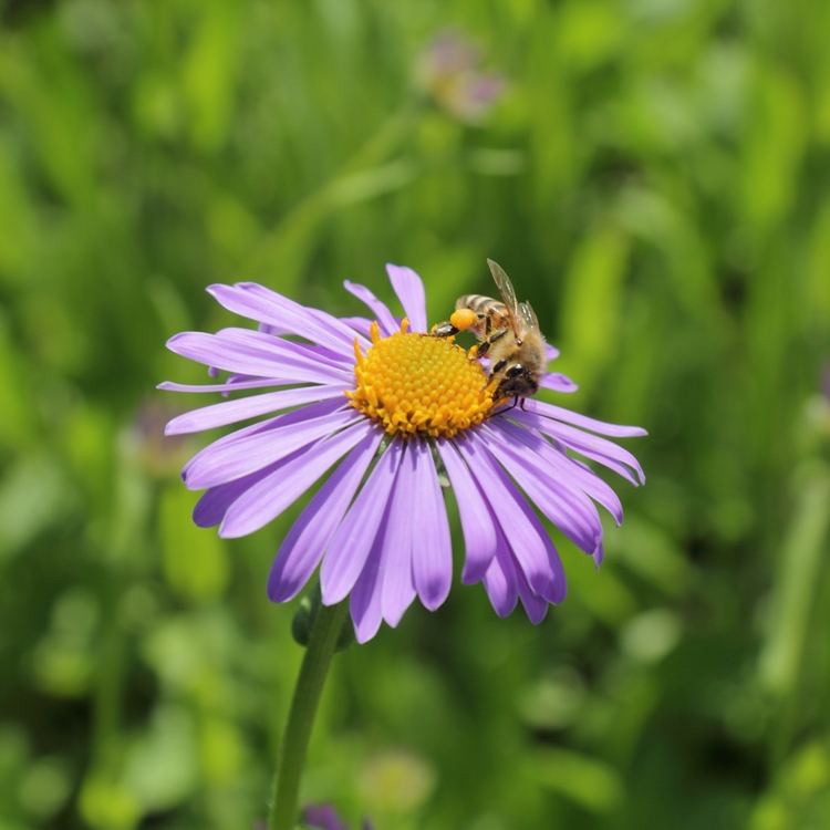 ASTER TONGOLENSIS WARTBURGSTERN