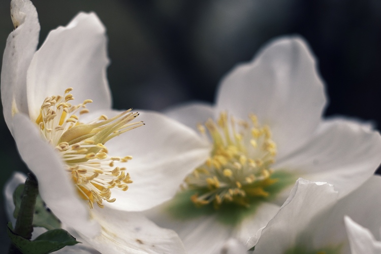 HELLEBORUS X NIGER BLACKLINE