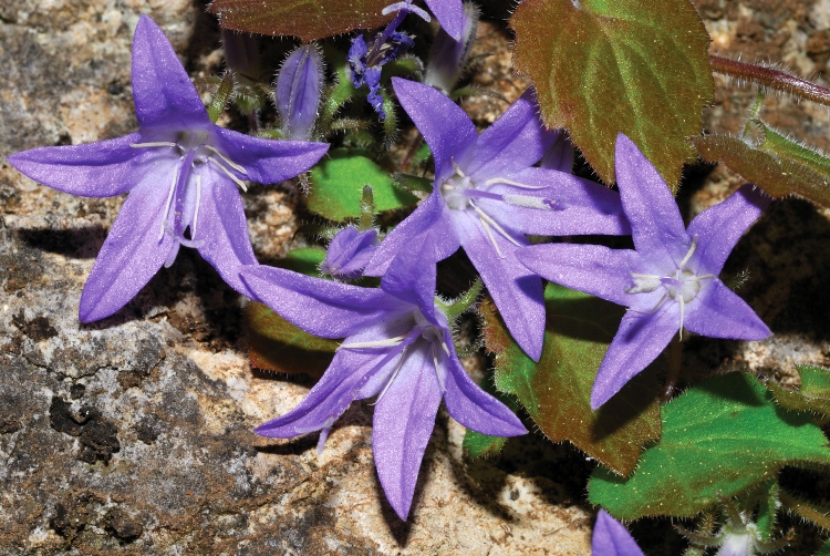 CAMPANULA GARGANICA