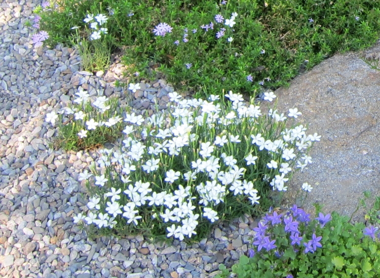 CAMPANULA POSCHARSKYANAE.H. FROST