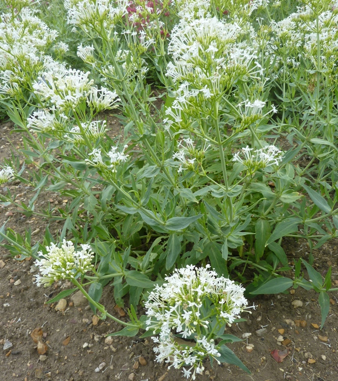 CENTRANTHUS RUBER ALBA