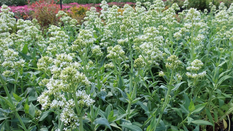 CENTRANTHUS RUBER ALBA
