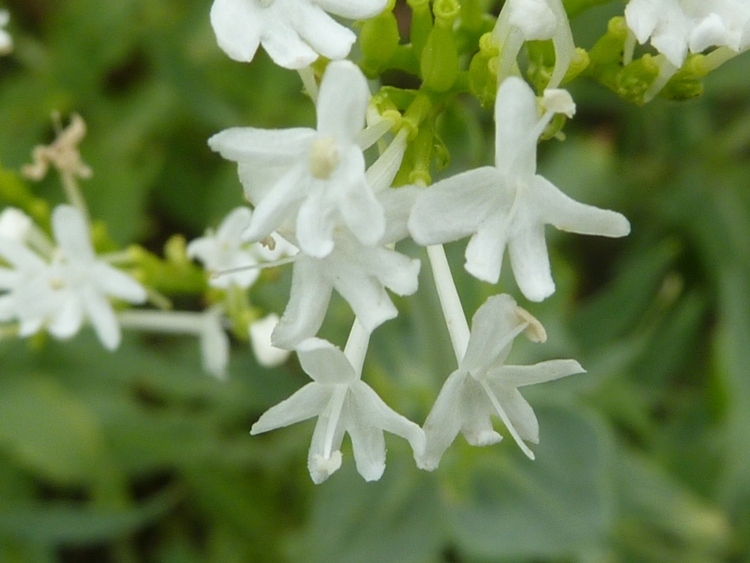 CENTRANTHUS RUBER ALBA