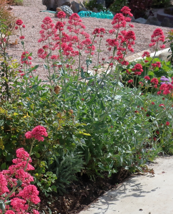 CENTRANTHUS RUBER COCCINEUS