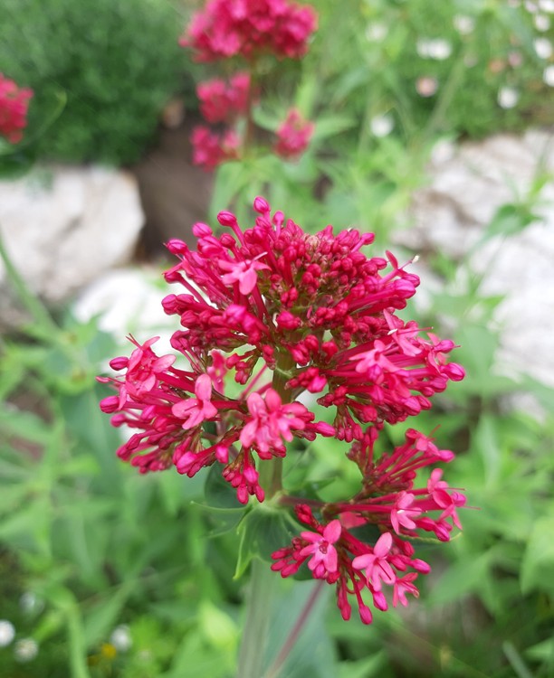 CENTRANTHUS RUBER COCCINEUS