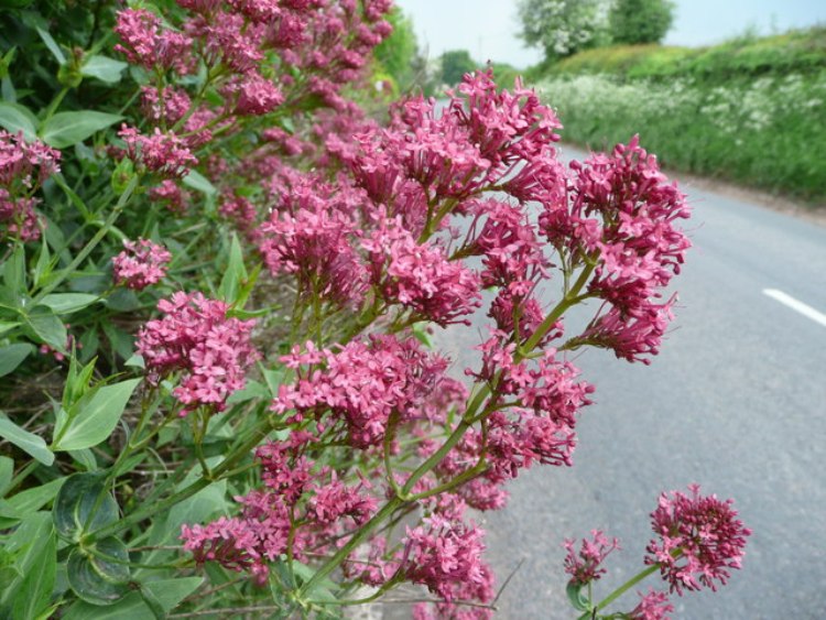 CENTRANTHUS RUBER COCCINEUS