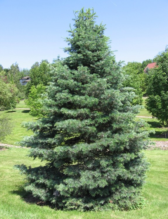 ABIES CONCOLOR COMPACTA