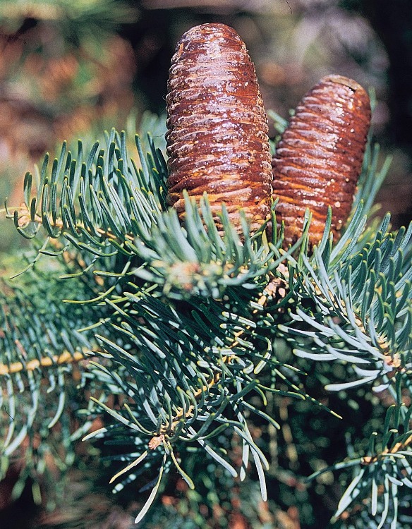 ABIES CONCOLOR COMPACTA