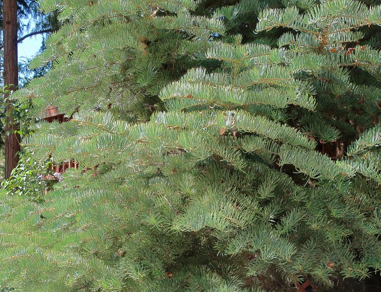 ABIES CONCOLOR COMPACTA