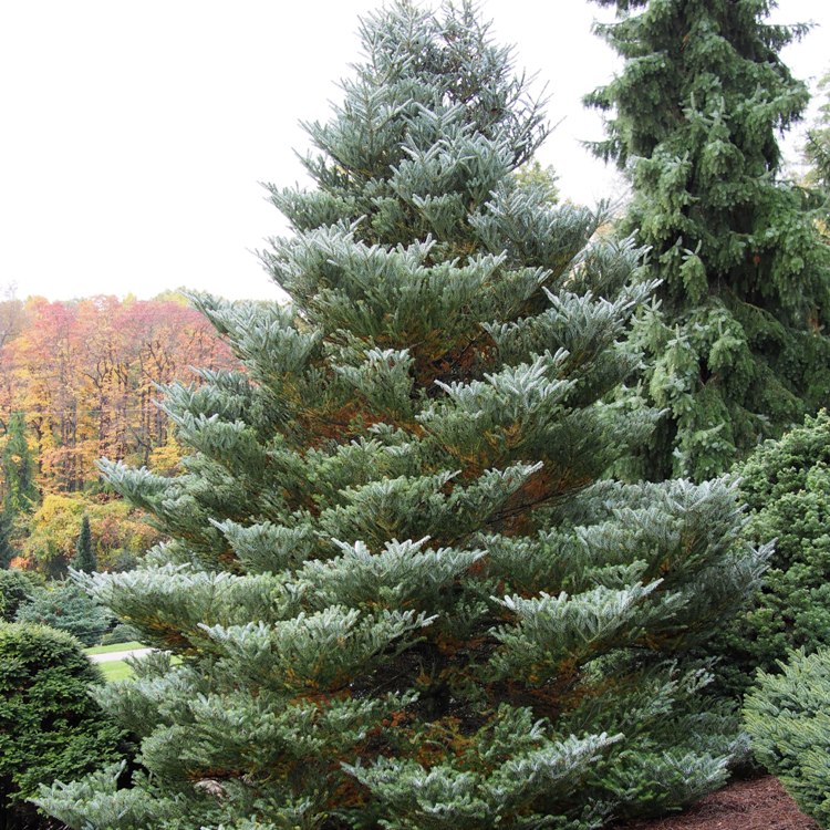 ABIES KOREANA
