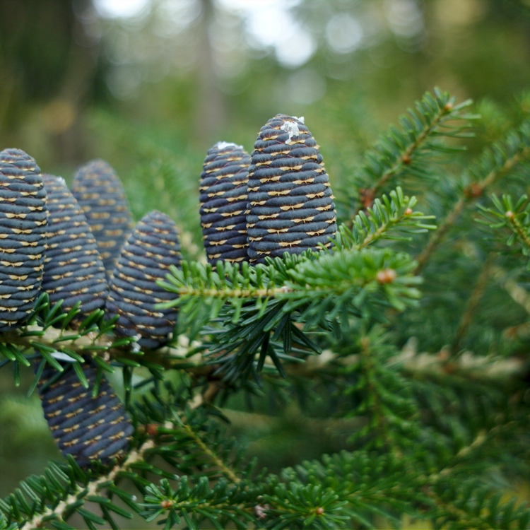 ABIES KOREANA