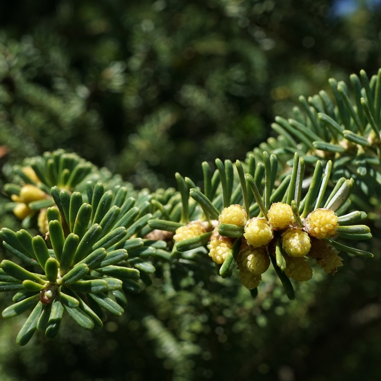 ABIES KOREANA