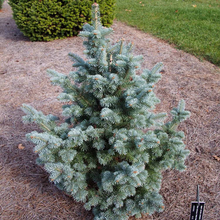 ABIES LASIOCARPA COMPACTA