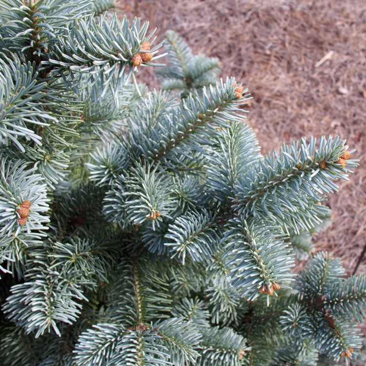 ABIES LASIOCARPA COMPACTA