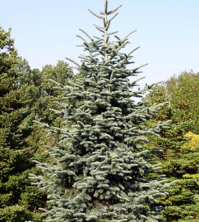 ABIES PROCERA (NOBILIS) GLAUCA