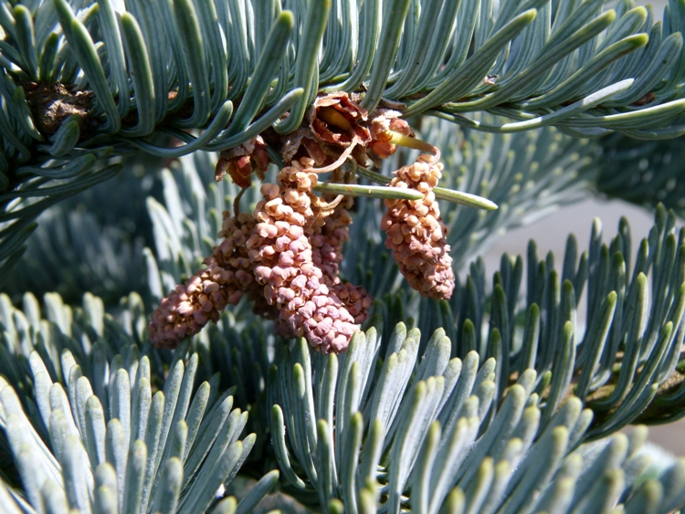 ABIES PROCERA (NOBILIS) GLAUCA