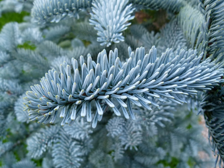 ABIES PROCERA (NOBILIS) GLAUCA