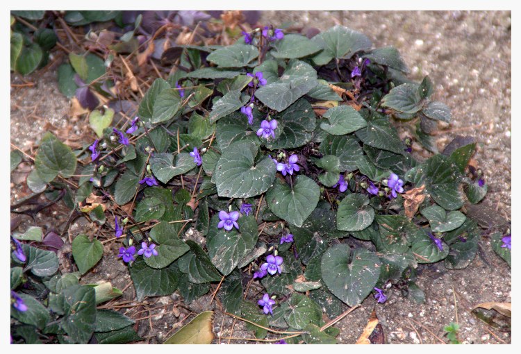 VIOLA LABRADORICA