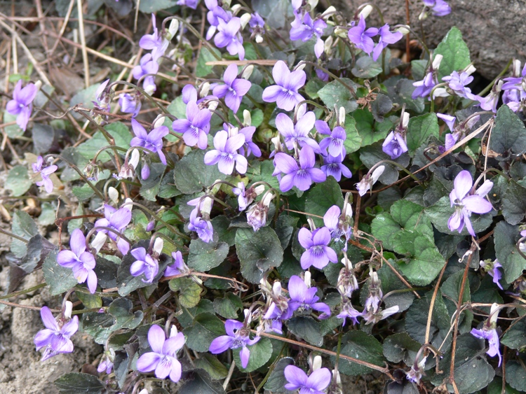 VIOLA LABRADORICA