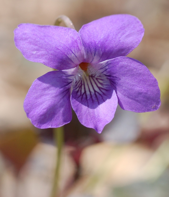 VIOLA LABRADORICA
